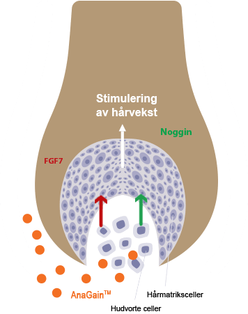 Locerin Scheme